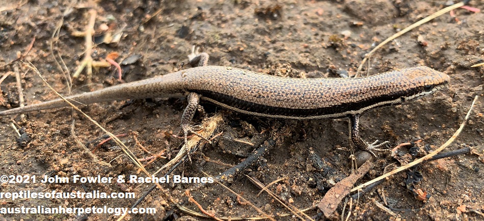This adult South-eastern Morethia Skink (Morethia boulengeri) with a regrown tail was photographed near Owen, South Australia